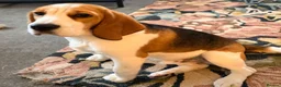 Beagle dogs for sale: KC Registered Gentle Beagle Boy - Advert 3