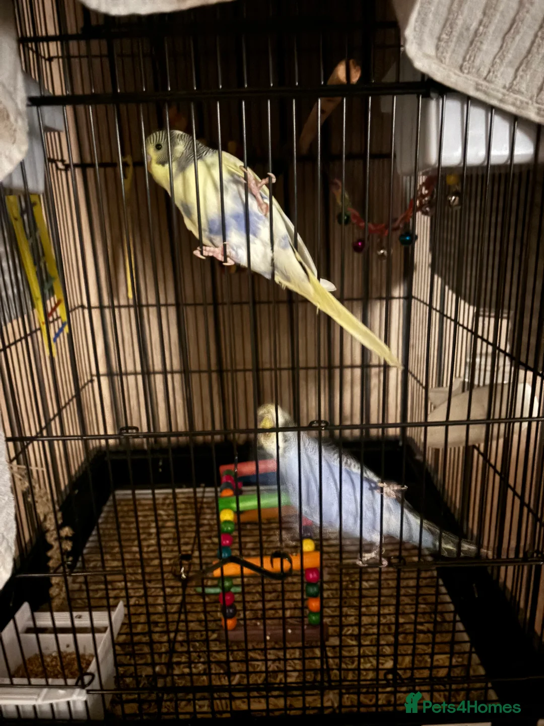 Budgerigars birds for sale: 2 Budgies and cage  - Advert 2