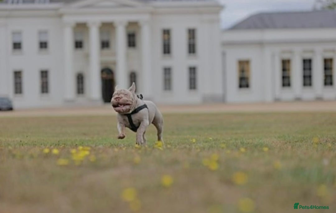 French Bulldog dogs for sale: Newshade Velvet Female Frenchie Pup - Advert 7