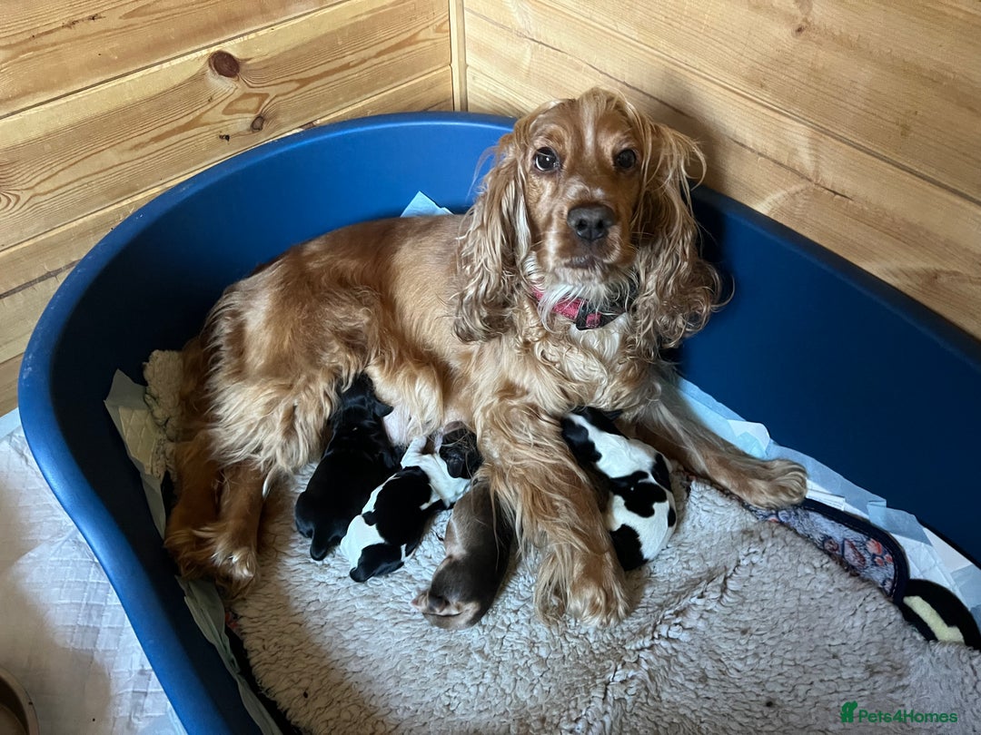 Cocker Spaniel dogs for sale: Stunning Show Cocker Spaniel litter - Image 10