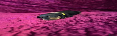 Miniature Dachshund 7