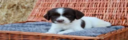 English Springer Spaniel dogs for sale: 1 boy left. Heath Tested Springer Spaniel Pups - Advert 35