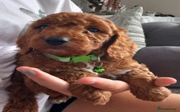 Cockapoo dogs for sale: Red cockapoo puppies - Image 10