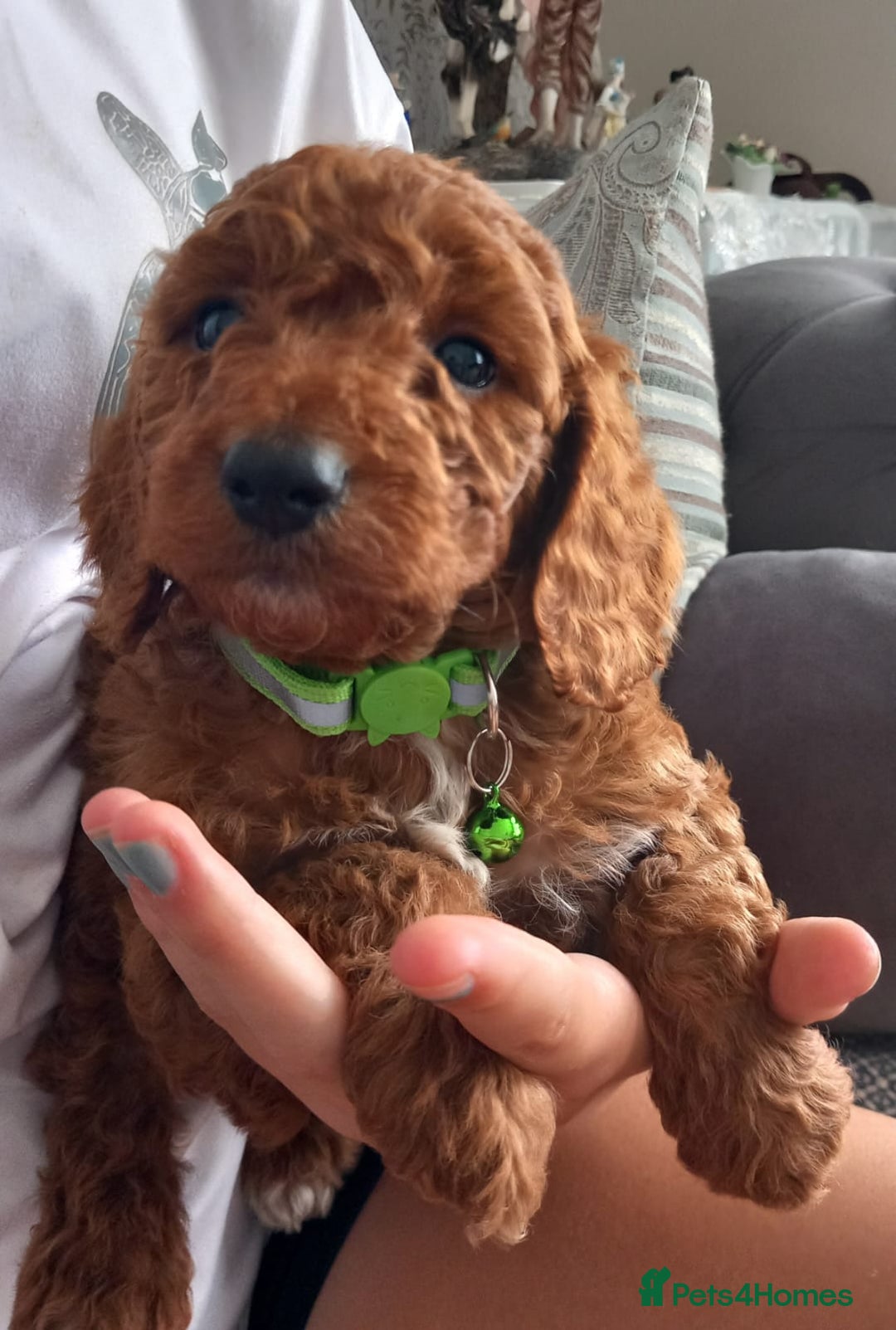 Cockapoo dogs for sale: Red cockapoo puppies - Image 10