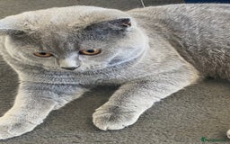 British Shorthair cats for sale: Adorable British Shorthair  - Image 4