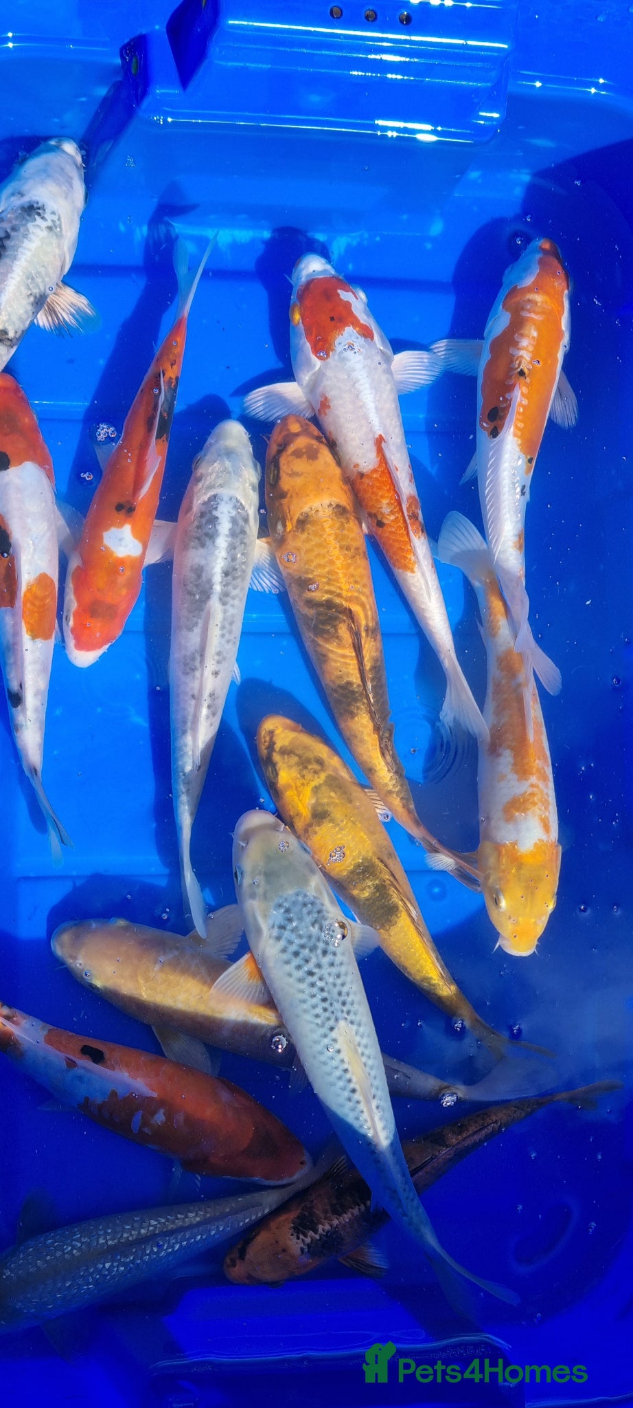 Koi Carp fish 8 to 10 inch Koi Pond Fish in Chorley - Advert 4