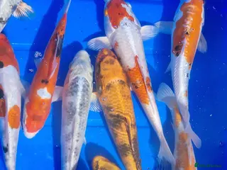 Koi Carp fish 8 to 10 inch Koi Pond Fish in Chorley - Advert 4