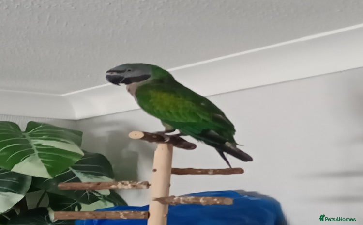 Parrots birds - Advert 1