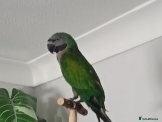 Parrots birds for sale - Advert 1