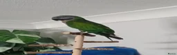 Parrots birds for sale: Female Lord Derbyan parrot - Advert 1