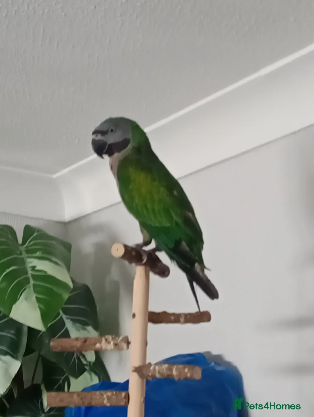 Parrots birds for sale: Female Lord Derbyan parrot - Advert 1