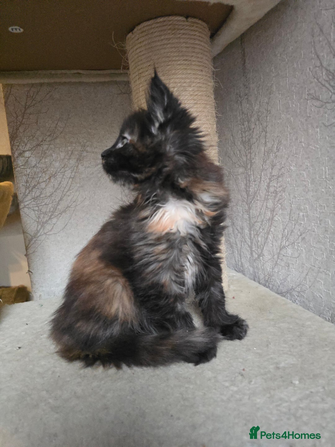 Maine Coon cats for sale: Amazing Large Purebred Maine Coon Kittens - Advert 12