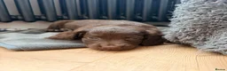 Mixed Breed dogs for sale: Sprockerpoo Puppies - Advert 17