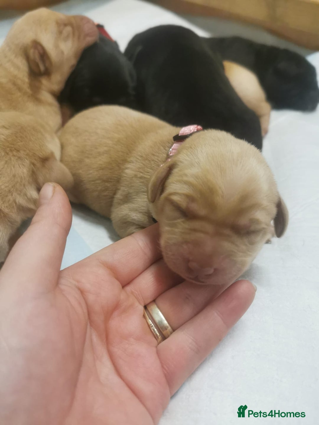 Labrador Retriever dogs for sale: KC Registered Fox Red and Black Labrador Puppies  - Advert 3