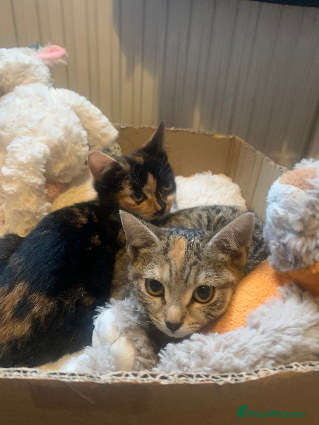 Mixed Breed cats for sale: Male kitten 10 weeks old fully weaned  - Advert 2