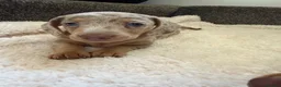 Dachshund dogs for sale: DACHSHUND PUPPIES FOR SALE - Advert 4