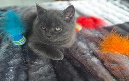 British Shorthair cats for sale: Beautiful British longhair  - Image 3