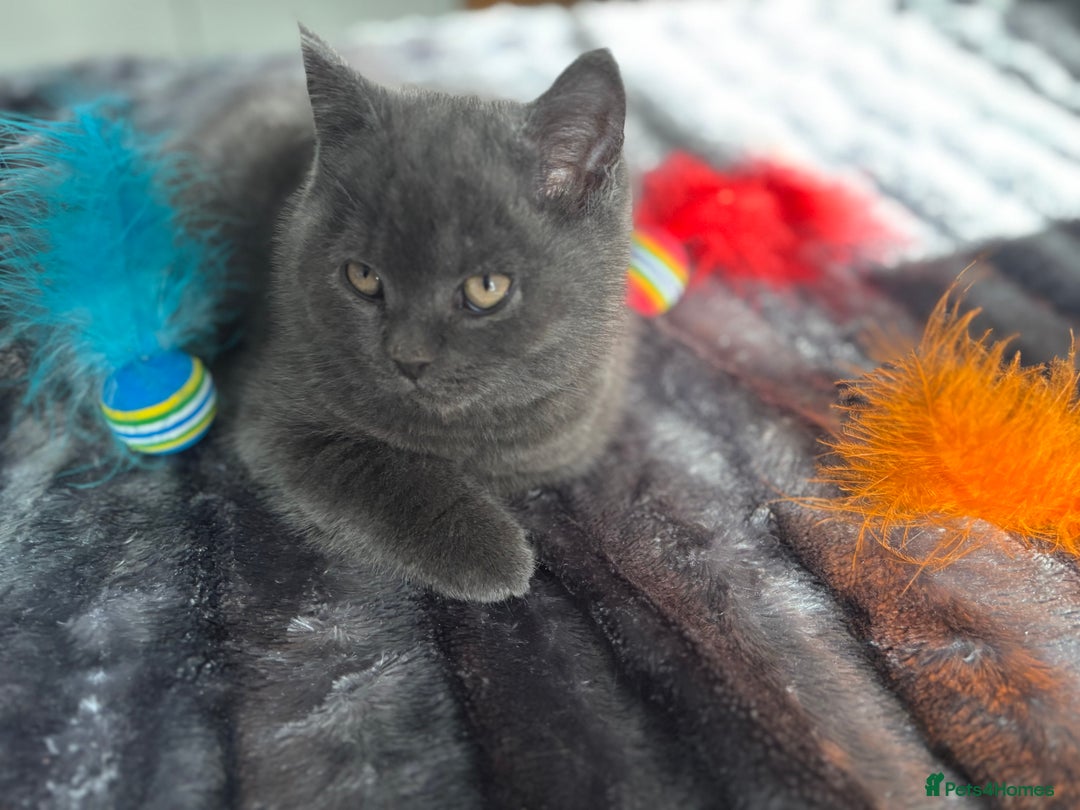 British Shorthair cats for sale: Beautiful British longhair  - Image 3