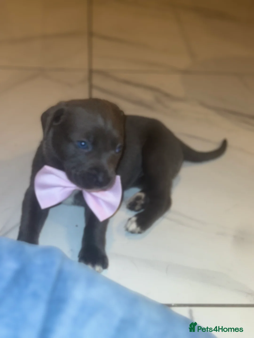 Cane Corso dogs for sale: Outstanding cane corso pups 🐶  - Advert 19
