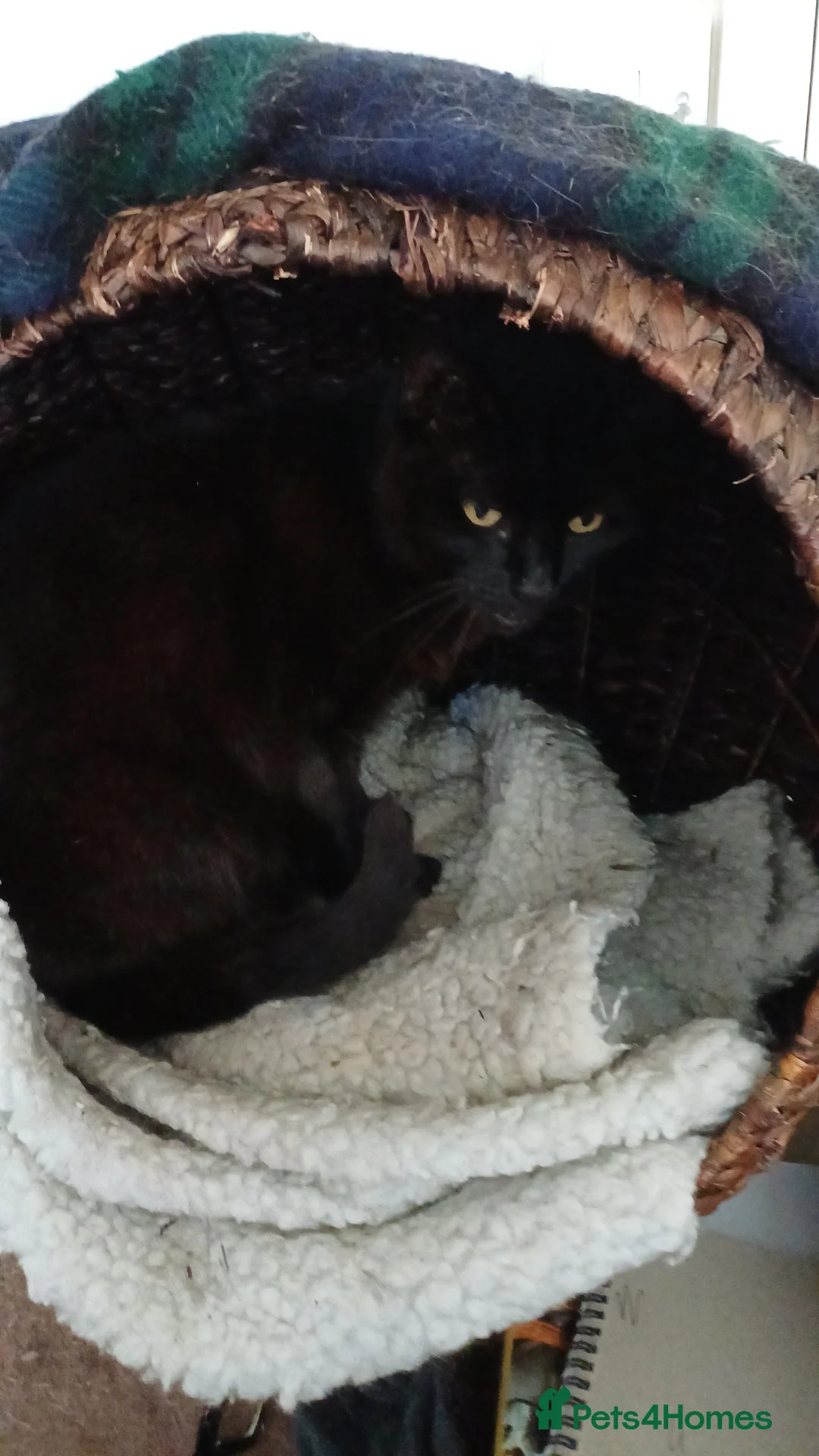 Mixed Breed cats for sale: Female cat  - Advert 2
