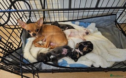 Chihuahua dogs for sale: 4 baby boy chiuaua  - Image 1