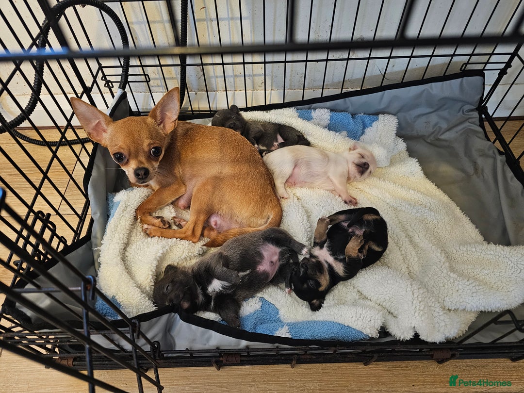 Chihuahua dogs for sale: 4 baby boy chiuaua  - Image 1
