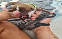 Mixed Breed dogs for sale: Cockerbull - Image 4