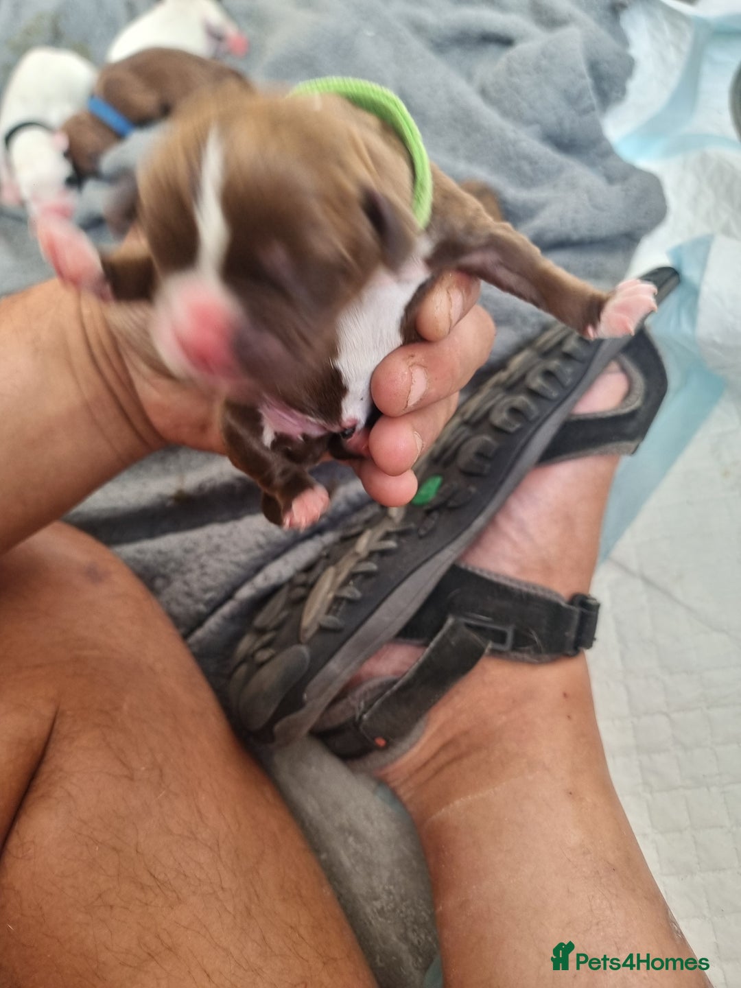 Mixed Breed dogs for sale: Cockerbull - Image 4