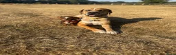 Mixed Breed dogs for sale: Mastiff Mix planned litter  - Advert 4