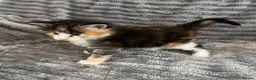 Maine Coon cats for sale: 2 beautiful Maine coon kittens - Advert 22