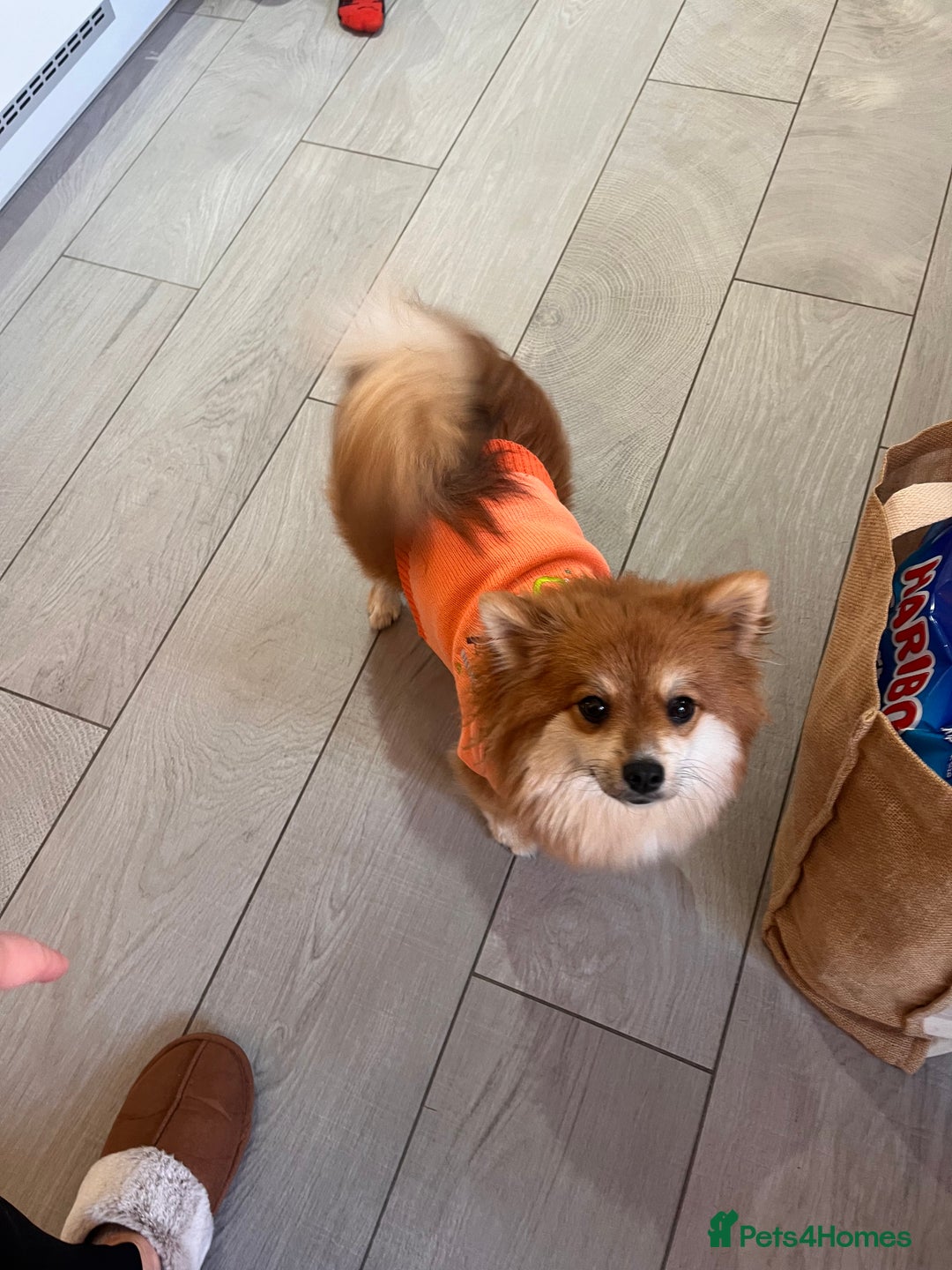 Pomeranian dogs for sale: Female Pomeranian pup  - Advert 1