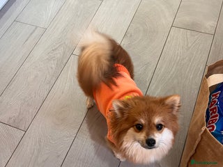 Pomeranian dogs Female Pomeranian pup - Advert 14