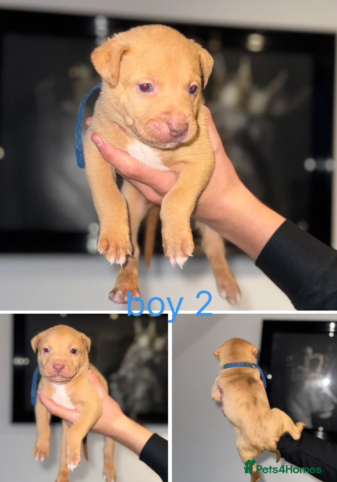 Mixed Breed dogs for sale: Border collie x staffordshire bull terrier pups - Advert 7