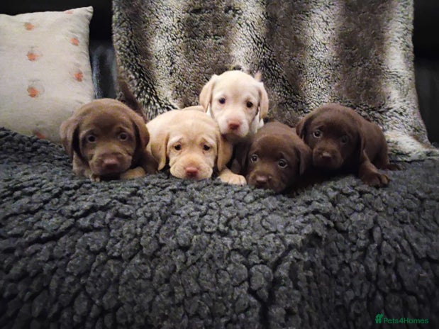Labrador Retriever dogs Labrador puppies - Advert 5