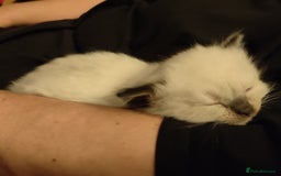 Ragdoll cats for sale: 4 beautiful ragdoll kittens for sale - Oxford - Image 19