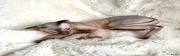 Sphynx cats for sale: Handsome and loving Canadian Sphynx Boy  - Advert 7