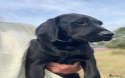 Labrador Retriever dogs for sale: 🐾Double Vaccinated🐾Black FTCH Forward Pups - Image 14