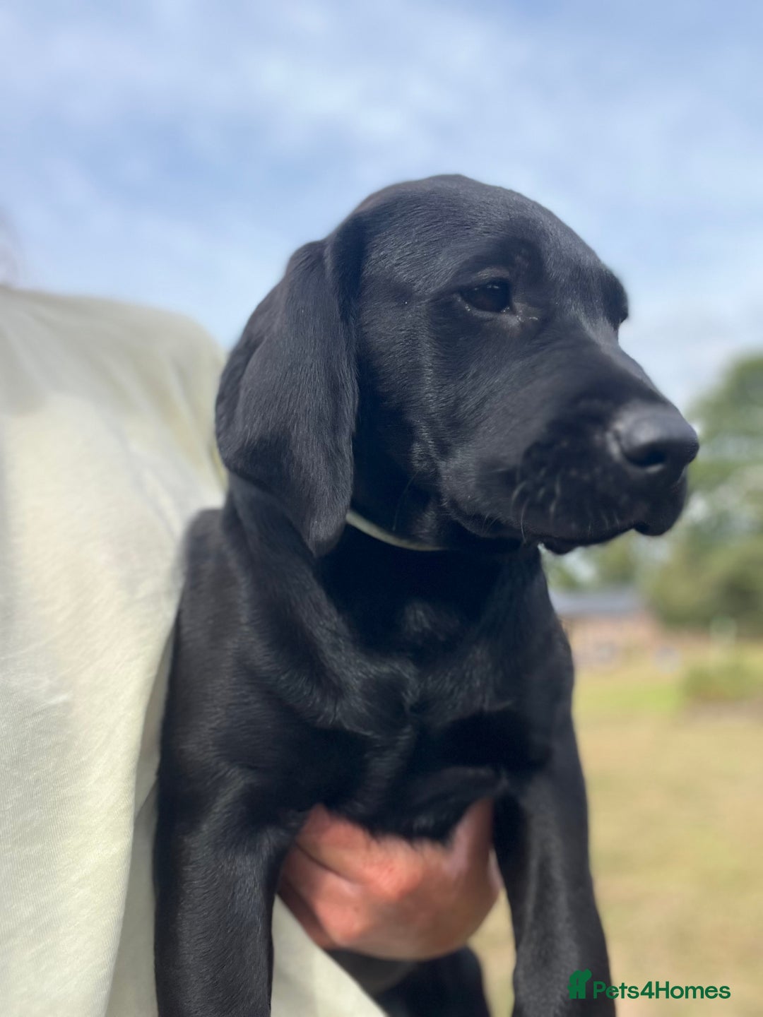 Labrador Retriever dogs for sale: 🐾Double Vaccinated🐾Black FTCH Forward Pups - Image 14