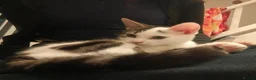 Mixed Breed cats for sale: Sweet boy around 3 months - Advert 7