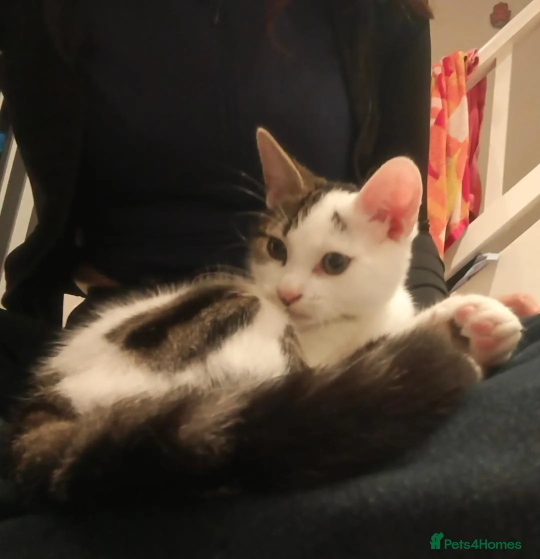 Mixed Breed cats for sale: Sweet boy around 3 months - Advert 7