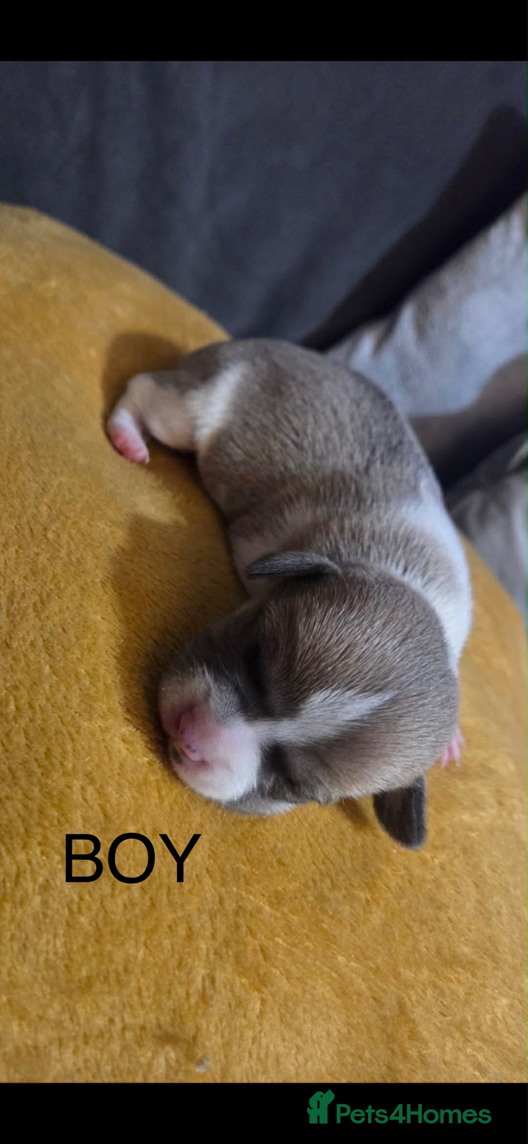 Chiweenie dogs for sale: Beautiful Chiweenie puppies  - Advert 8