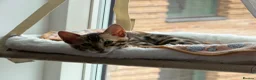 Bengal cats for sale: Bengal kitten for resale - Advert 11