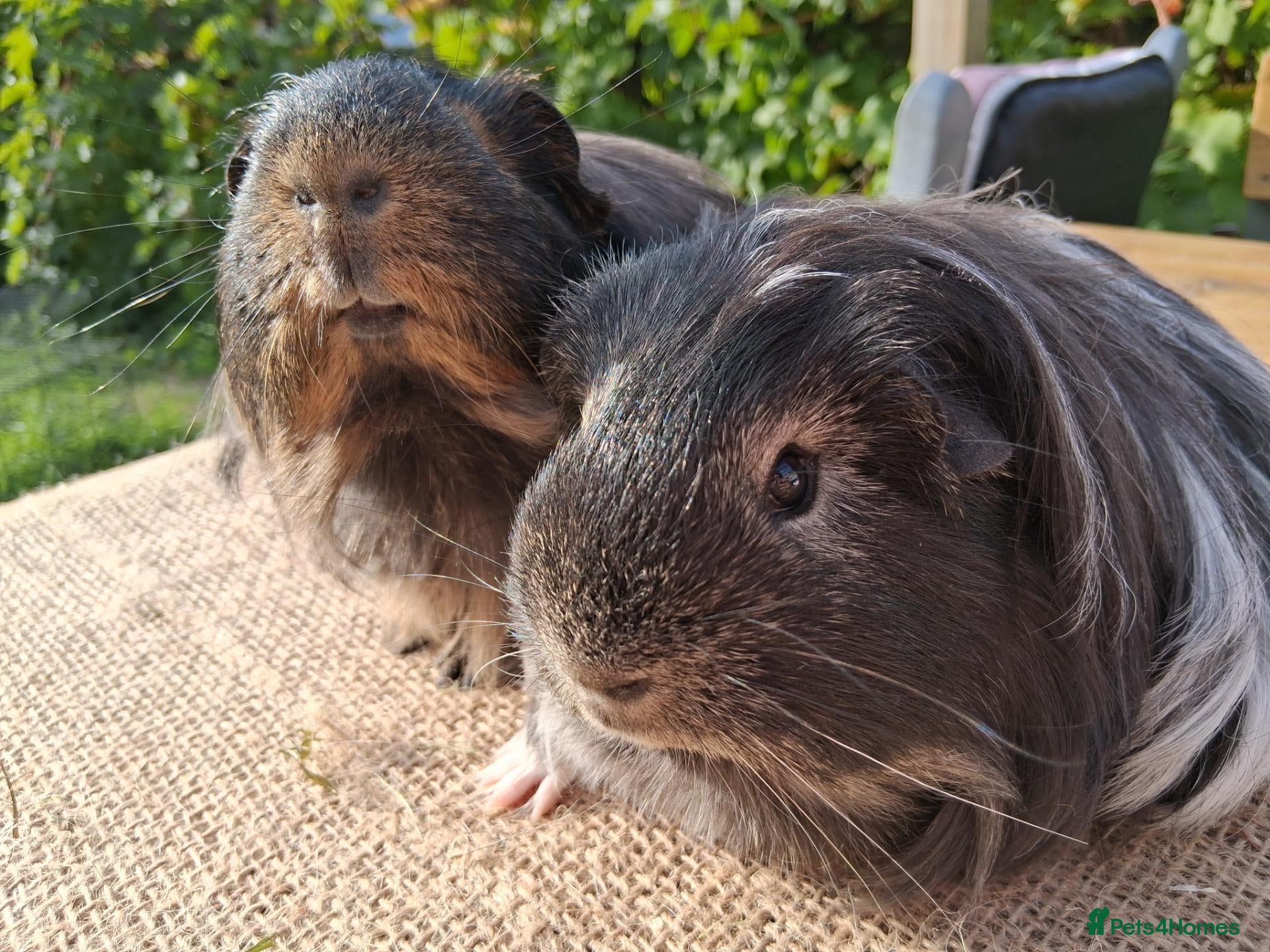 Guinea Pig rodents 2 very pretty sheltie boys - Advert 16