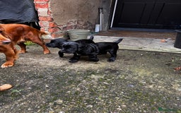 Cocker Spaniel dogs for sale: BLACK WORKING COCKER SPANIELS - Bitch and Dog - Image 10