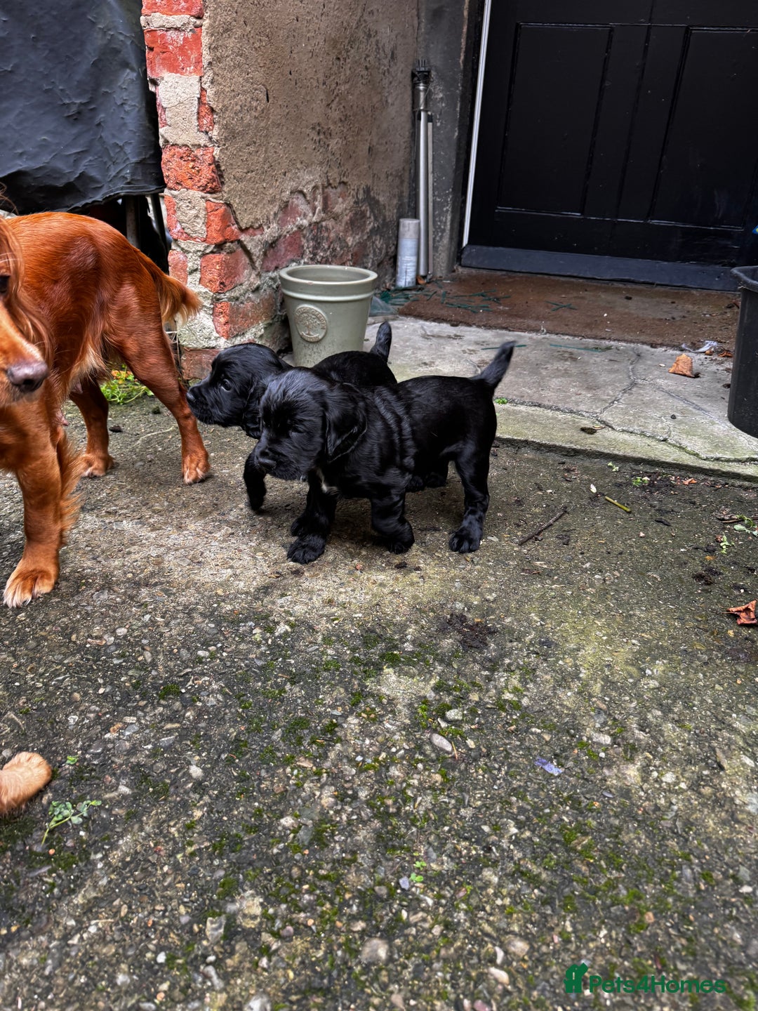 Cocker Spaniel dogs for sale: BLACK WORKING COCKER SPANIELS - Bitch and Dog - Image 10