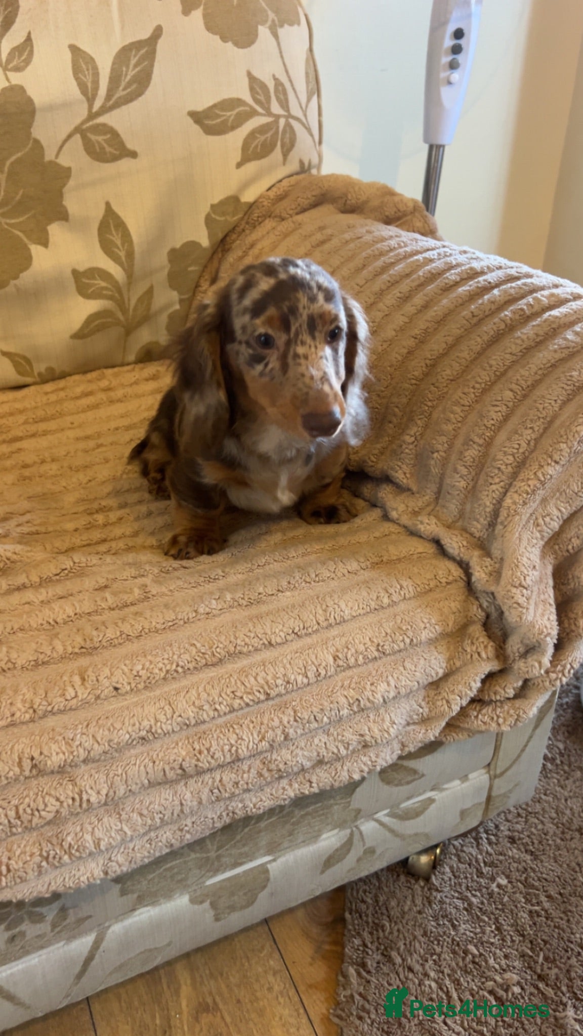 Miniature Dachshund dogs Miniature dadhaunds ready now  - Advert 1