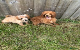 Miniature Poodle dogs for sale: Kc health tested red miniature poodle pups in Llandeilo - Image 6