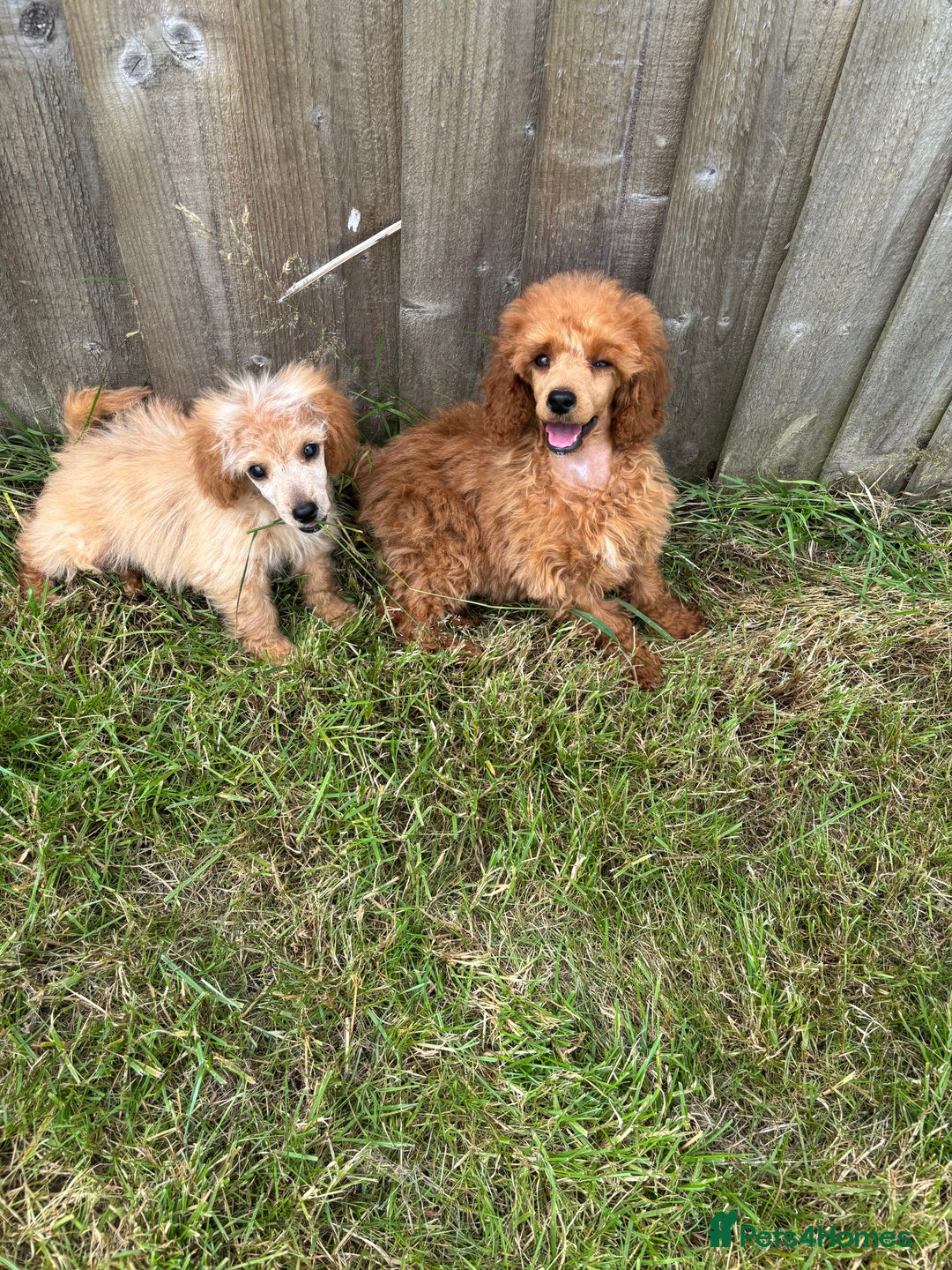Miniature Poodle dogs for sale: Kc health tested red miniature poodle pups in Llandeilo - Image 6