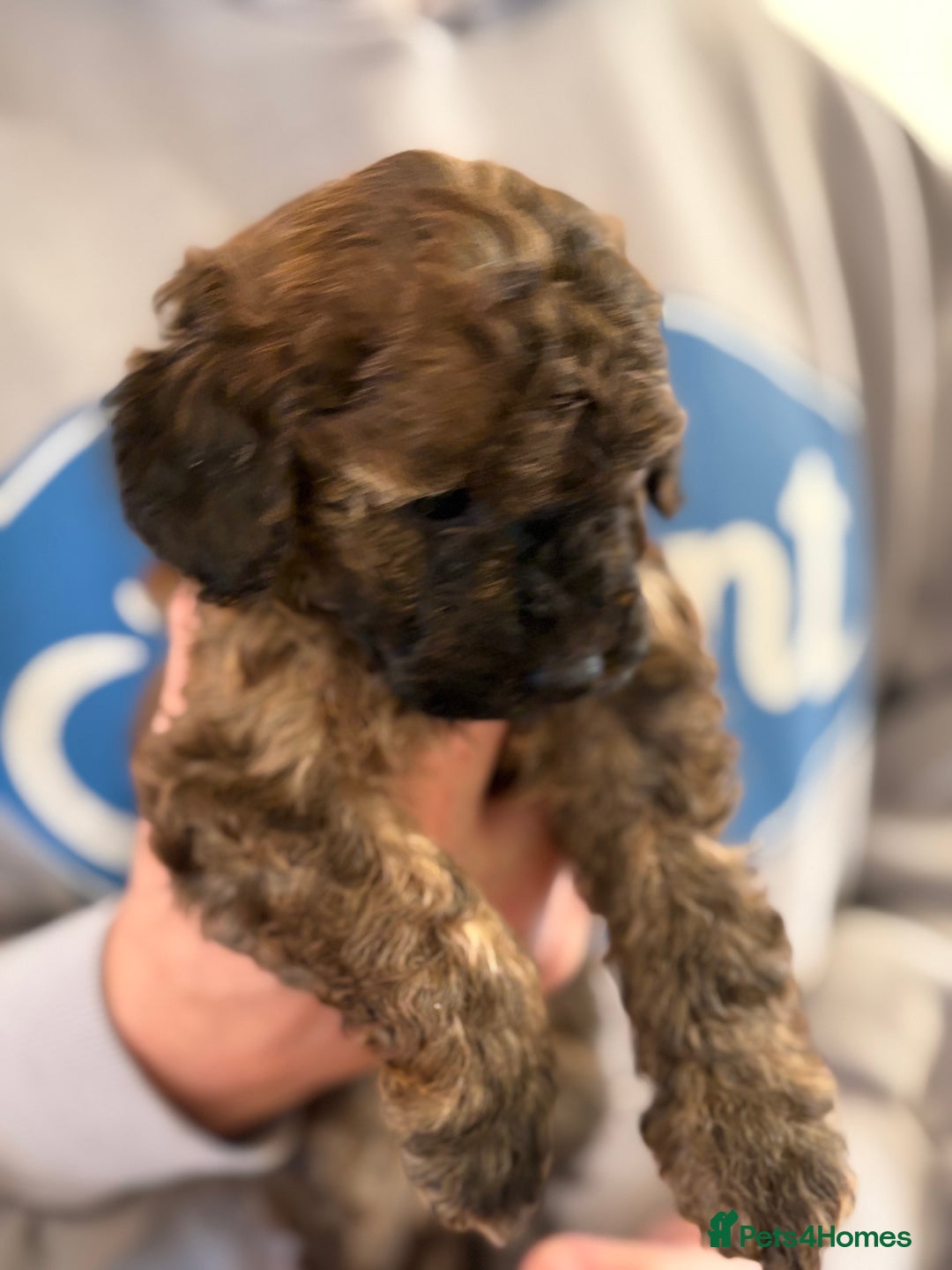 Maltipoo dogs for sale: Gorgeous Maltipoo Puppies  - Advert 18