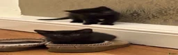Mixed Breed cats for sale: 3 kittens for sale  - Advert 4